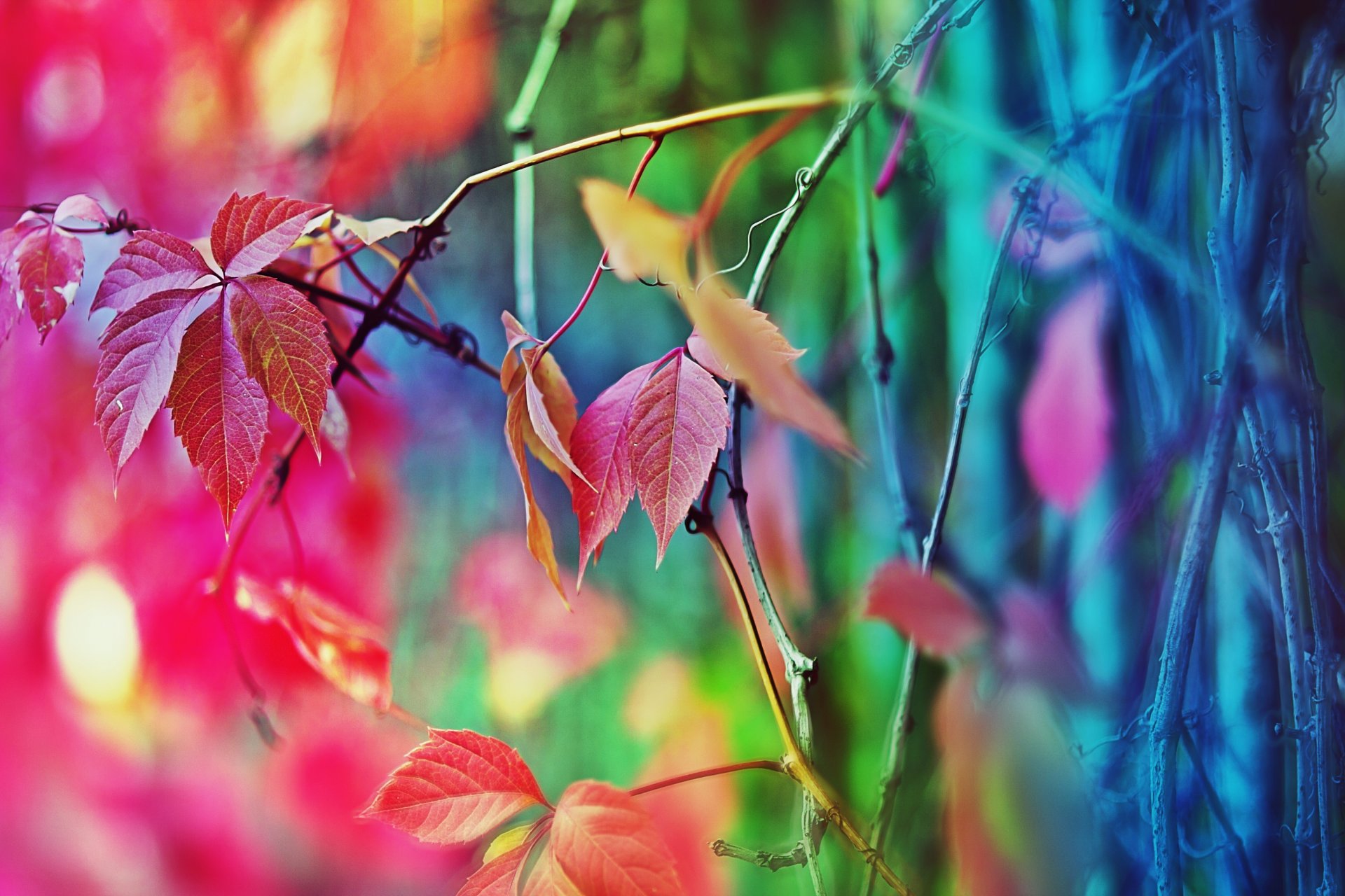 estado de ánimo otoño árbol cerca colores