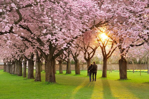 El estado de ánimo es primavera, hermosa naturaleza floreciente camina pareja . un callejón con árboles en flor un paraíso para los amantes