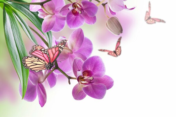 Volando sobre un fondo de orquídeas mariposas brillantes