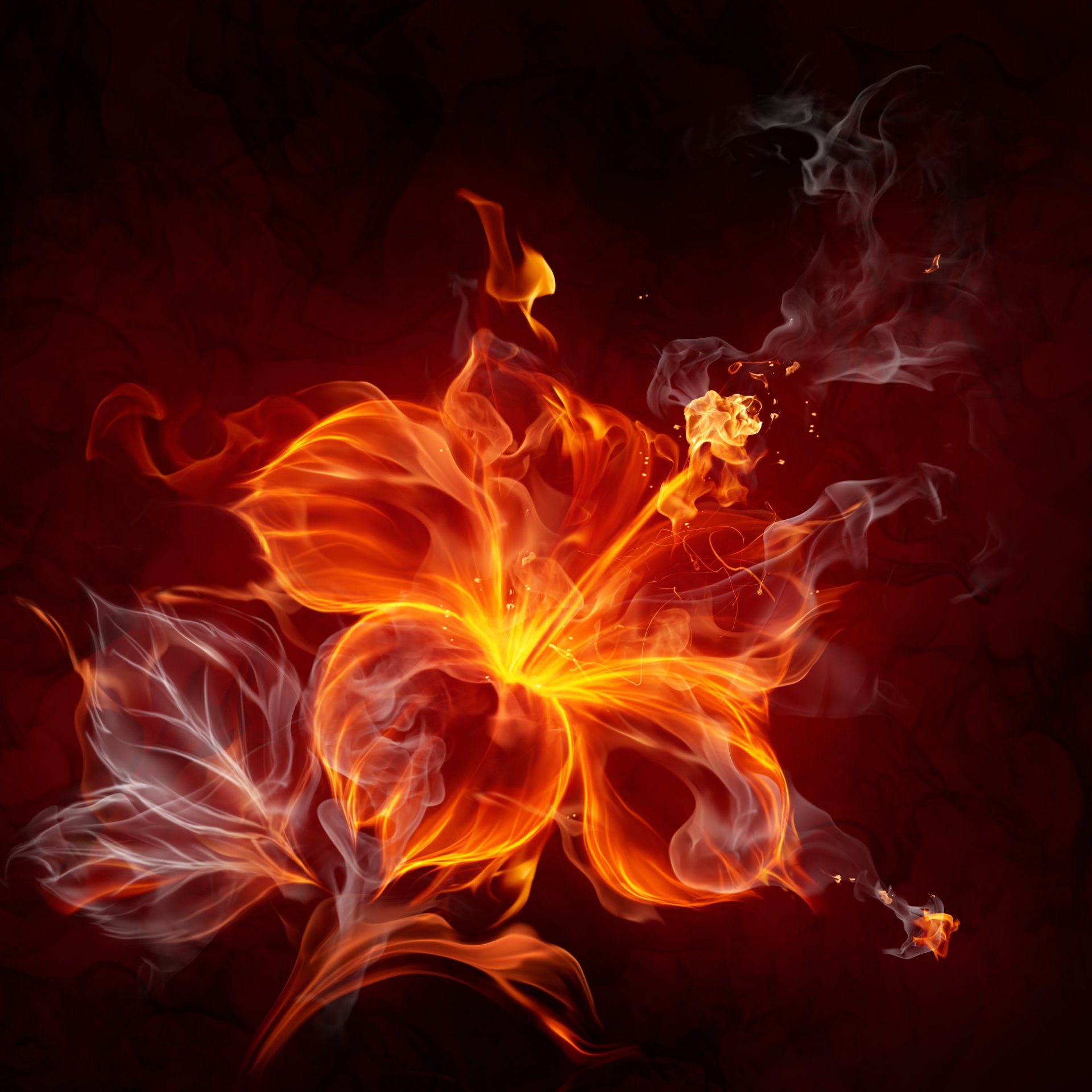 fuego flor abstracción
