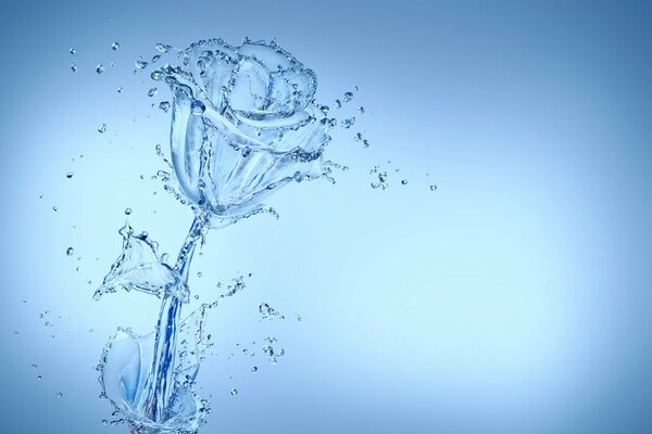 Imagen de una rosa transparente del agua