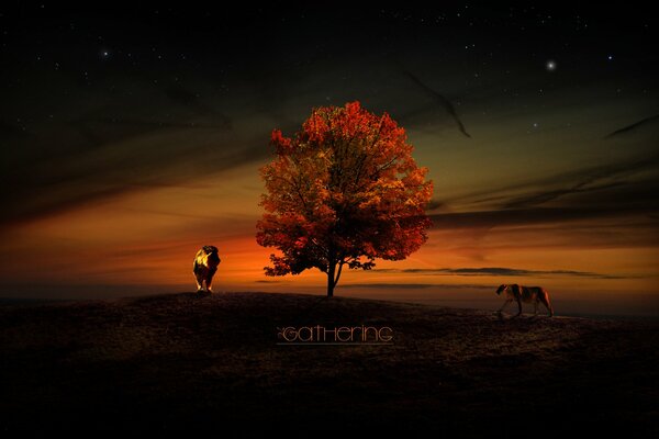 León y Leona al atardecer junto al árbol