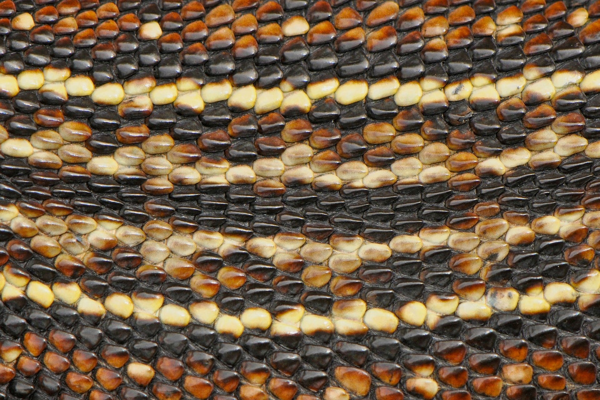 piel de serpiente serpiente piel macro