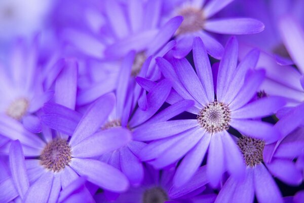 Flores lila macro naturaleza