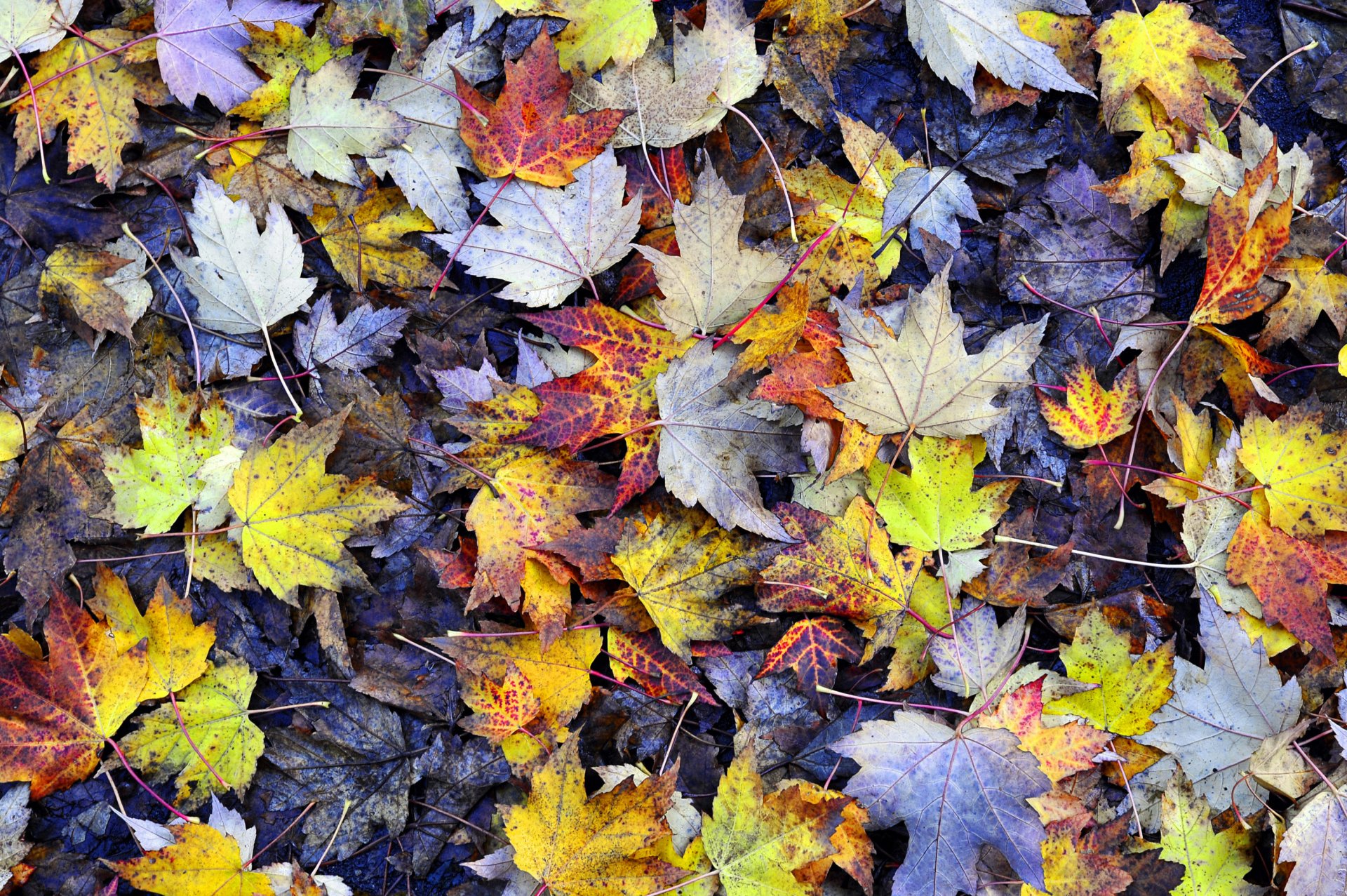 hojas follaje arce amarillo otoño tierra texturas