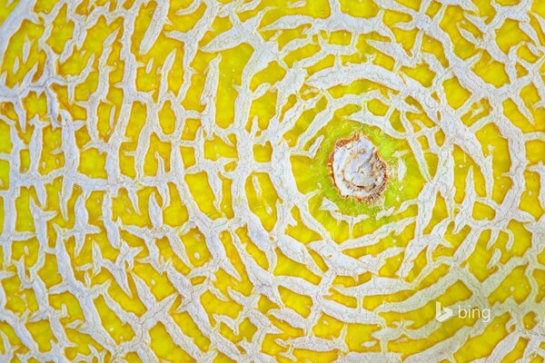 Melón maduro foto en macro