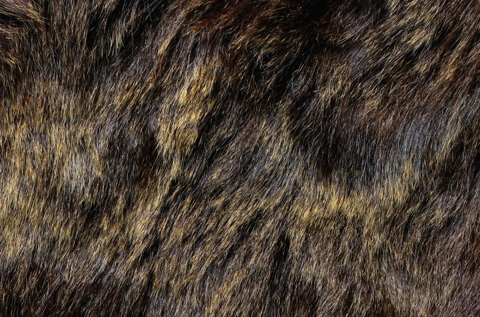 textura piel textura animal fondo de trabajo