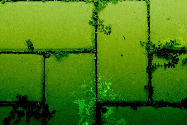 Plantas en costuras de adoquines en luz verde