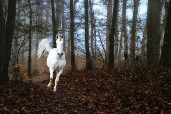 Unicornio en la niebla del bosque corriendo por la tierra
