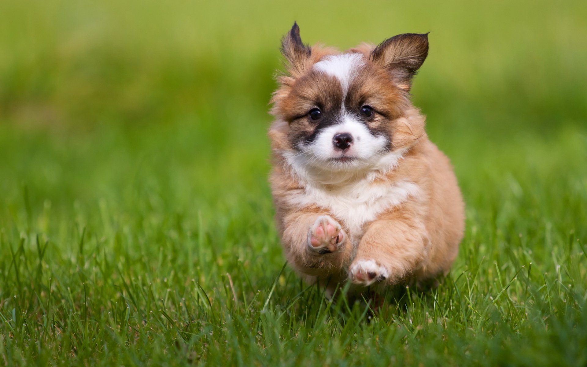 perro cachorro fondo