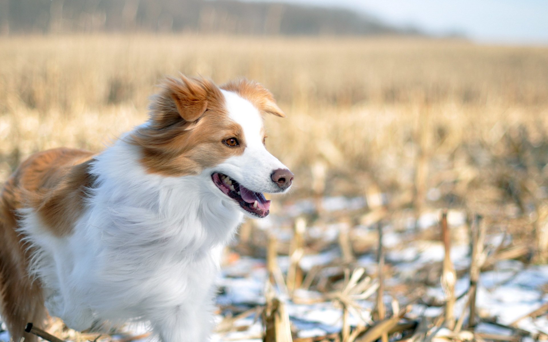 perro campo invierno