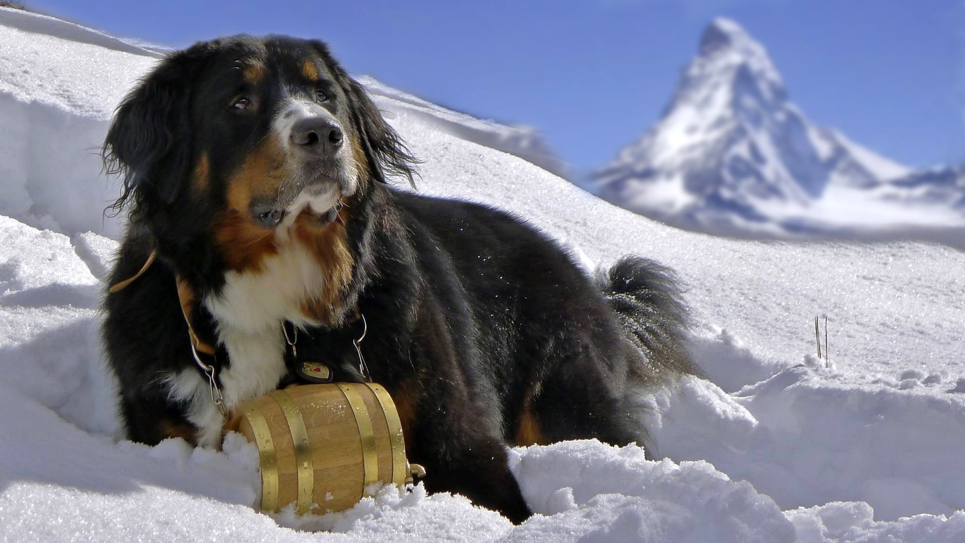 perro berner zennenhund berner zennenhund nieve montañas