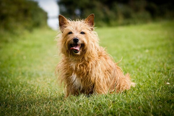 Jugar con un perro en la hierba