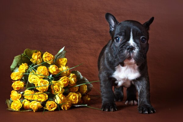 Lindo cachorro cerca de un ramo de rosas amarillas