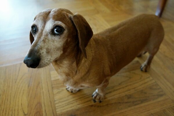 Muy interesante perro lindo