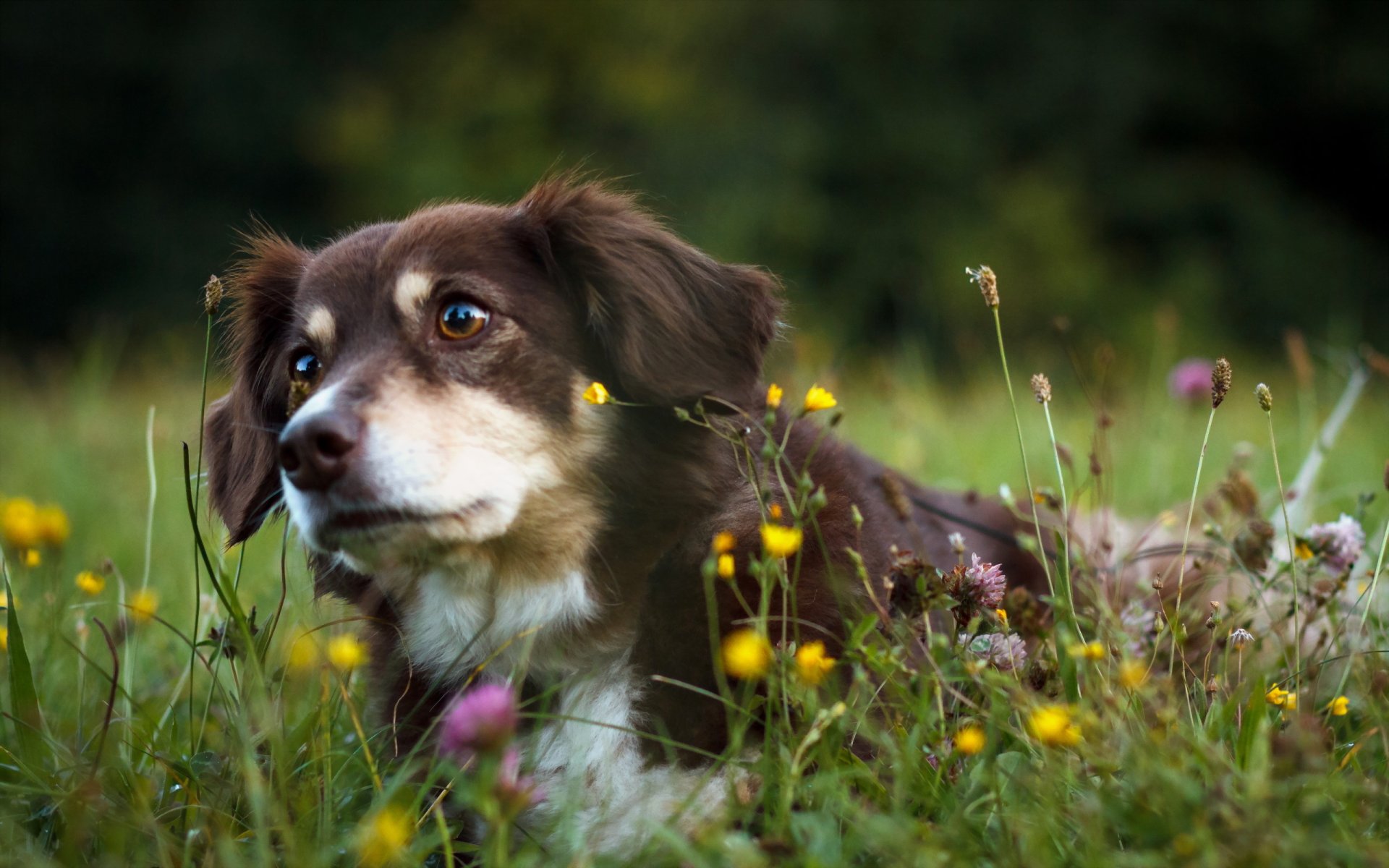 perro amigo naturaleza