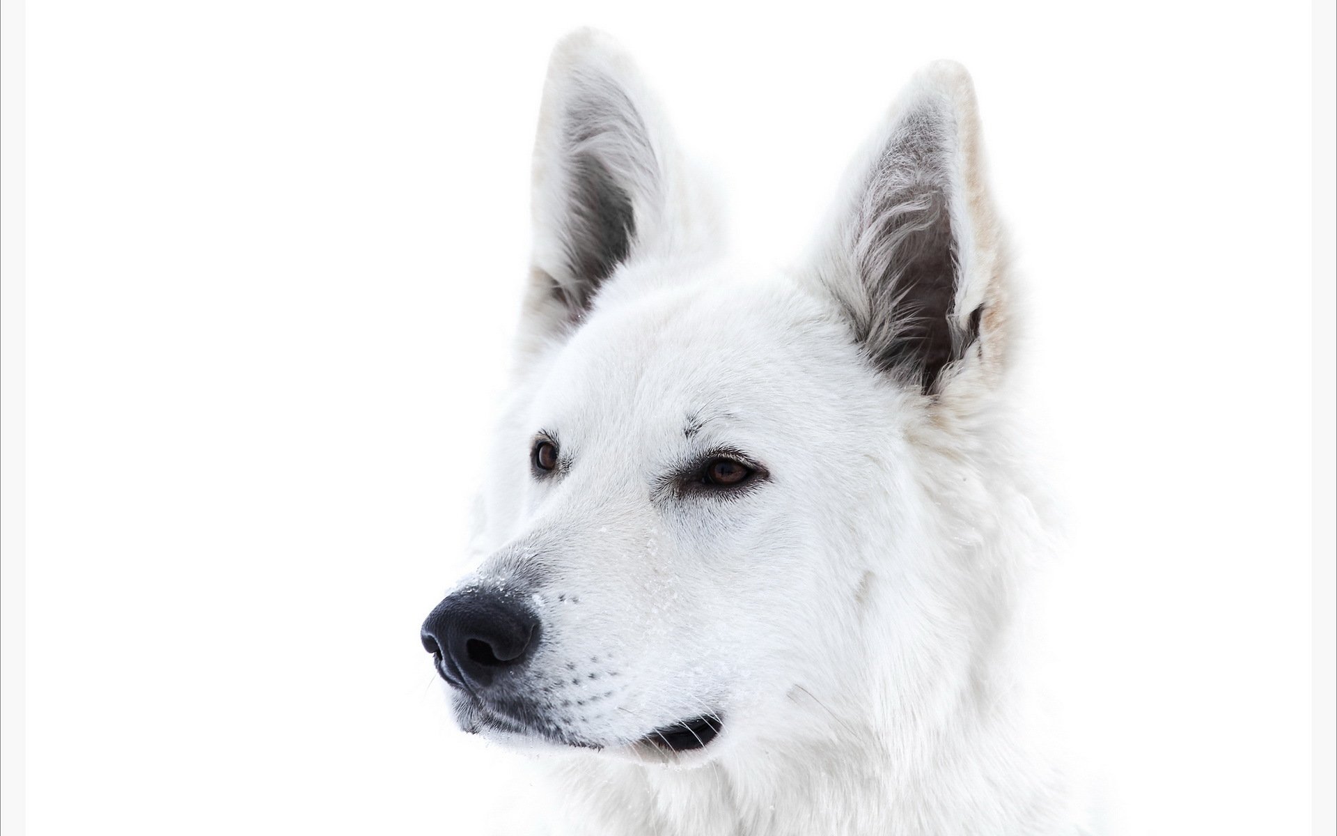 perro mirada fondo