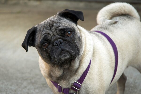 Pug en un arnés azul Mira a la cámara con interés