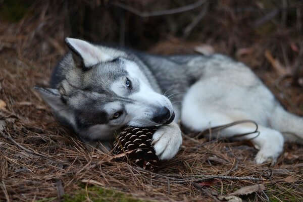 Husky con un cono de abeto en la naturaleza
