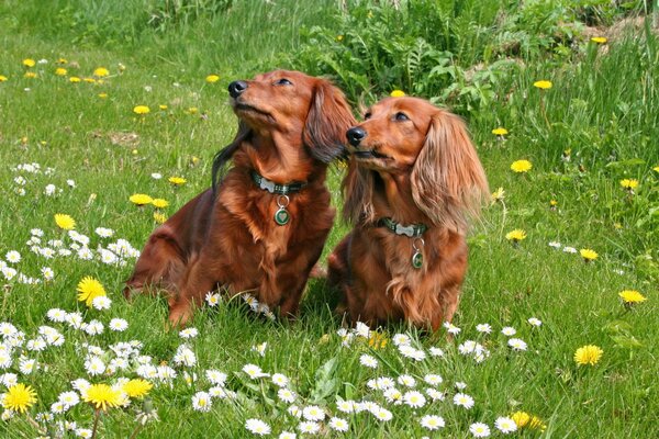Dos chicas en el campo