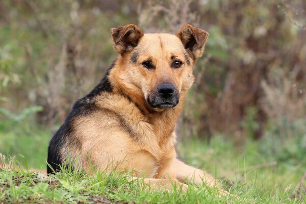 El perro se acuesta en la hierba y Mira directamente a la cámara