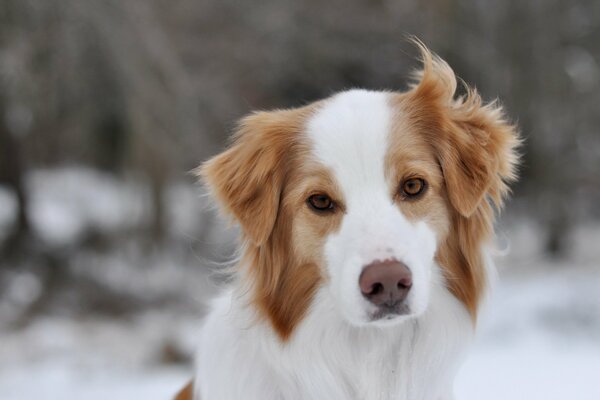 Bonito perro detrás del fondo de invierno