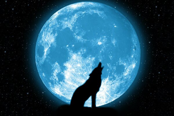 Lobo aullando en el fondo de la hermosa Luna y las estrellas