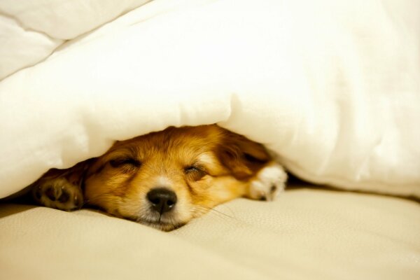 El pequeño perro decidió descansar bajo la manta