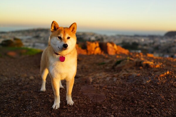 Hermoso perro al atardecer