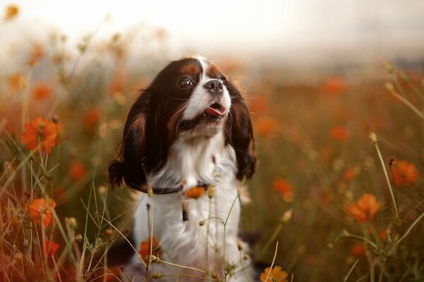 Hermoso perro en un campo de flores