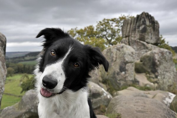 Perro blanco y negro en las rocas de la naturaleza