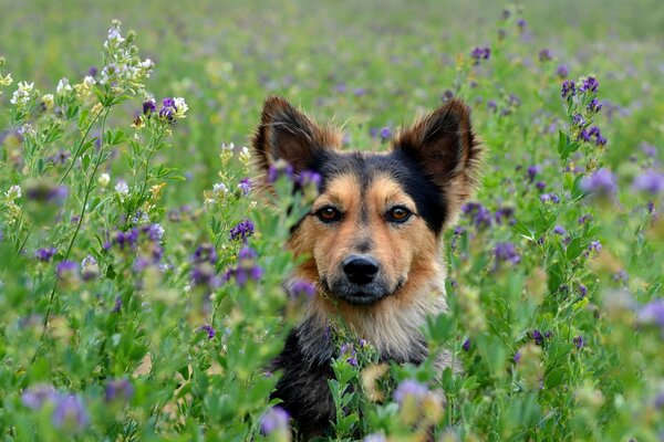 Perro en un fondo de verano con flores