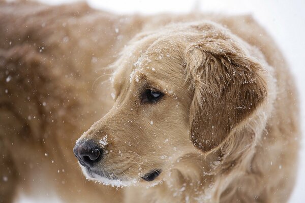 Nieve cayendo sobre un perro peludo