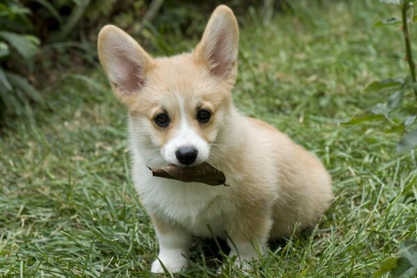 Cachorro de orejas mastica una hoja