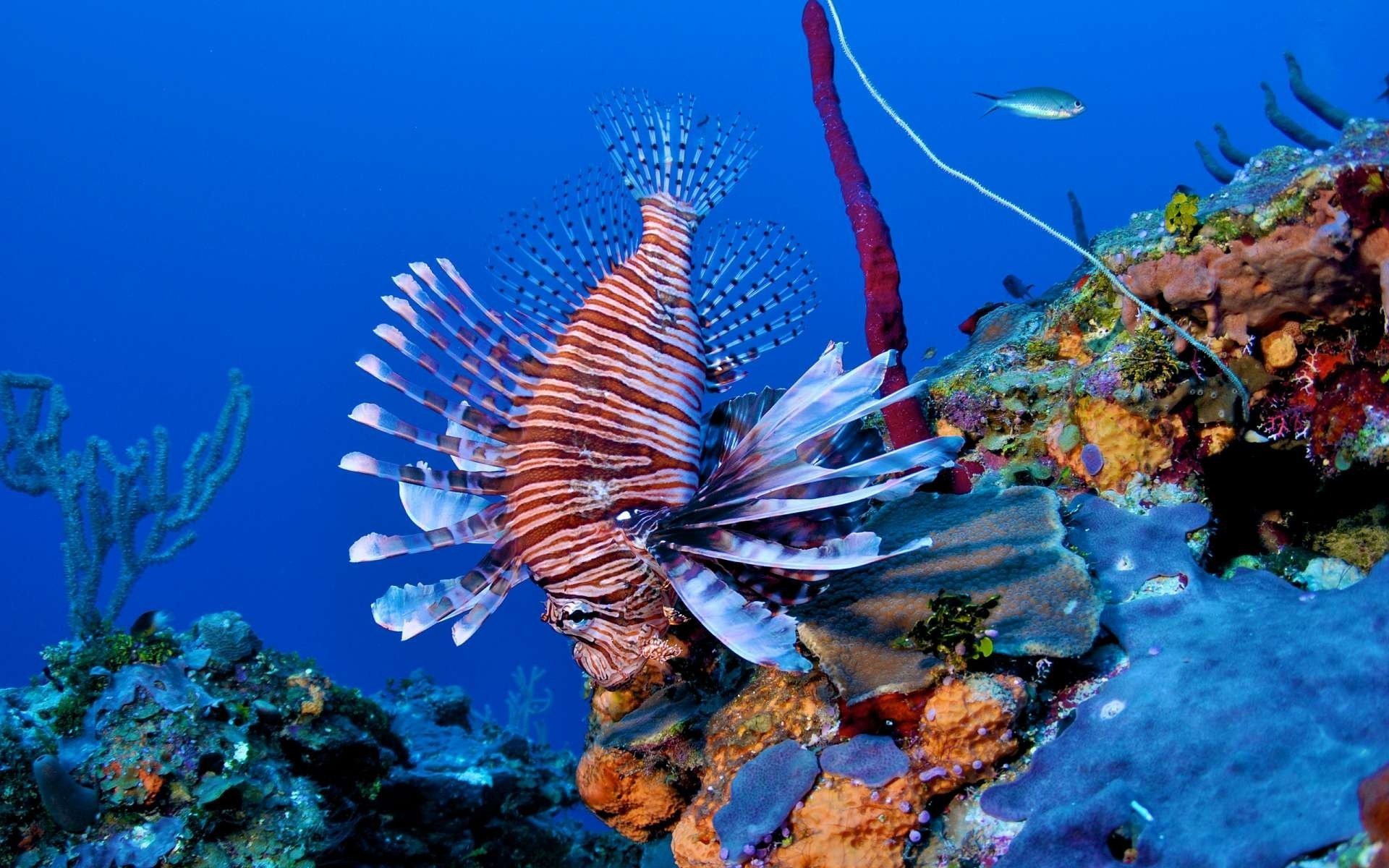 arrecife peces pez león pez león corales