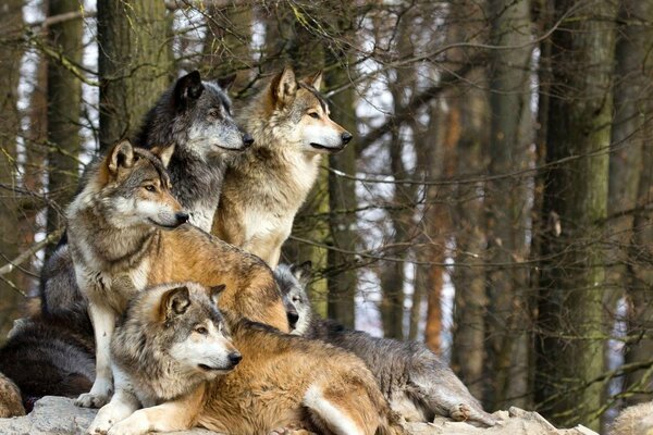 Una manada de lobos busca presas
