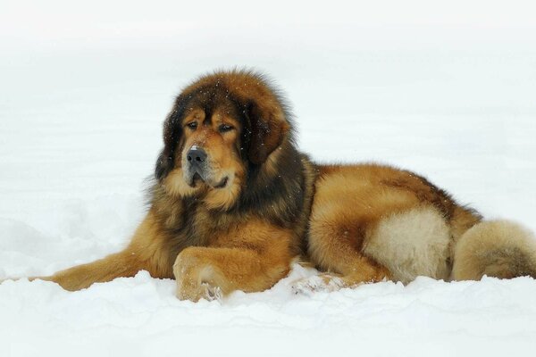 Un hermoso mastín tibetano yace en una cama blanca
