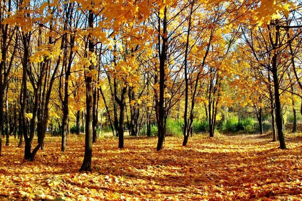 Hojas amarillas en el bosque de otoño