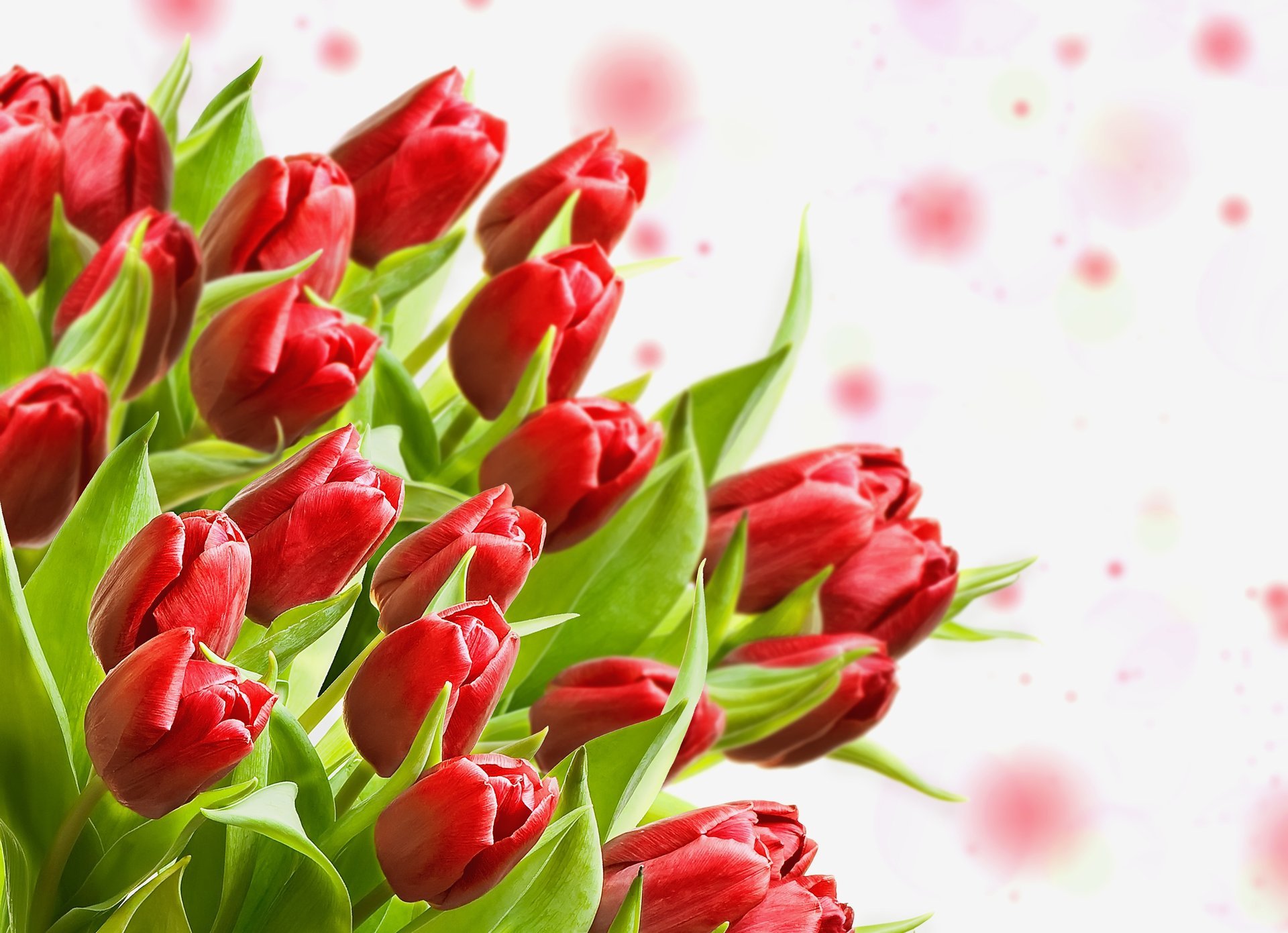 hojas ramo brotes tulipanes