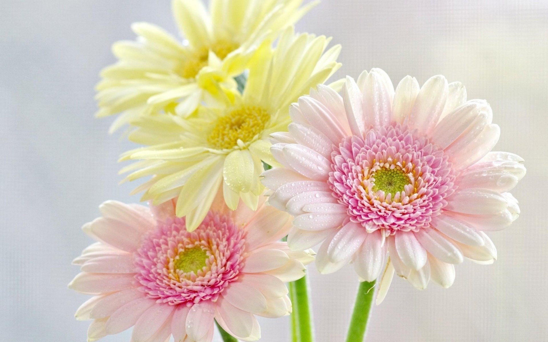 flores crisantemos gotas frescura