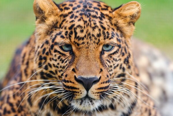 Mirada profunda y hermosa del leopardo