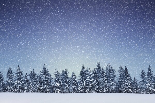Los copos de nieve caen sobre la corona de un bosque de coníferas