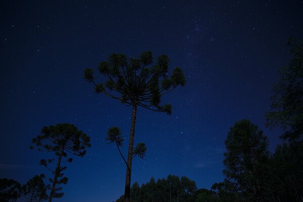 Árboles en la noche en el fondo del espacio