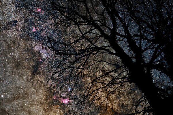 Silueta de un árbol contra el cielo estrellado