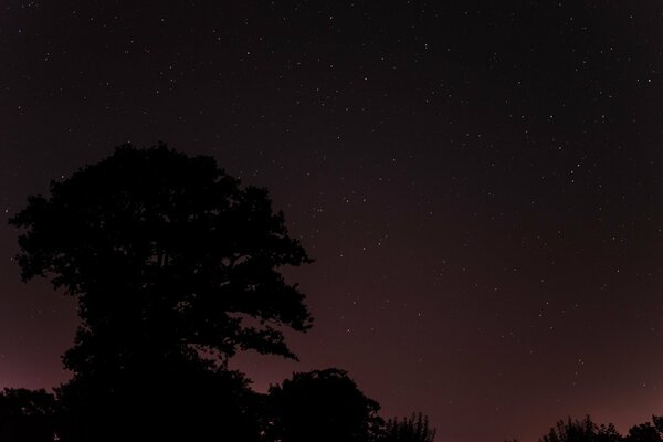 Árbol en el fondo del cielo estrellado nocturno