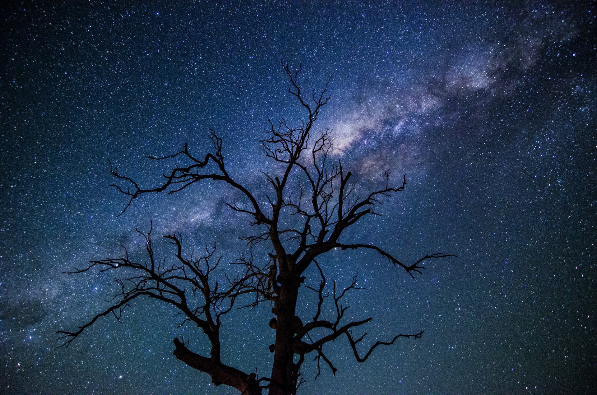 cosmos estrellas vía láctea noche árbol