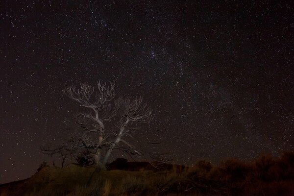 Árbol seco solitario en el fondo de la vía láctea