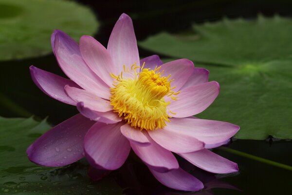 El lirio de agua es la más inaccesible de las flores