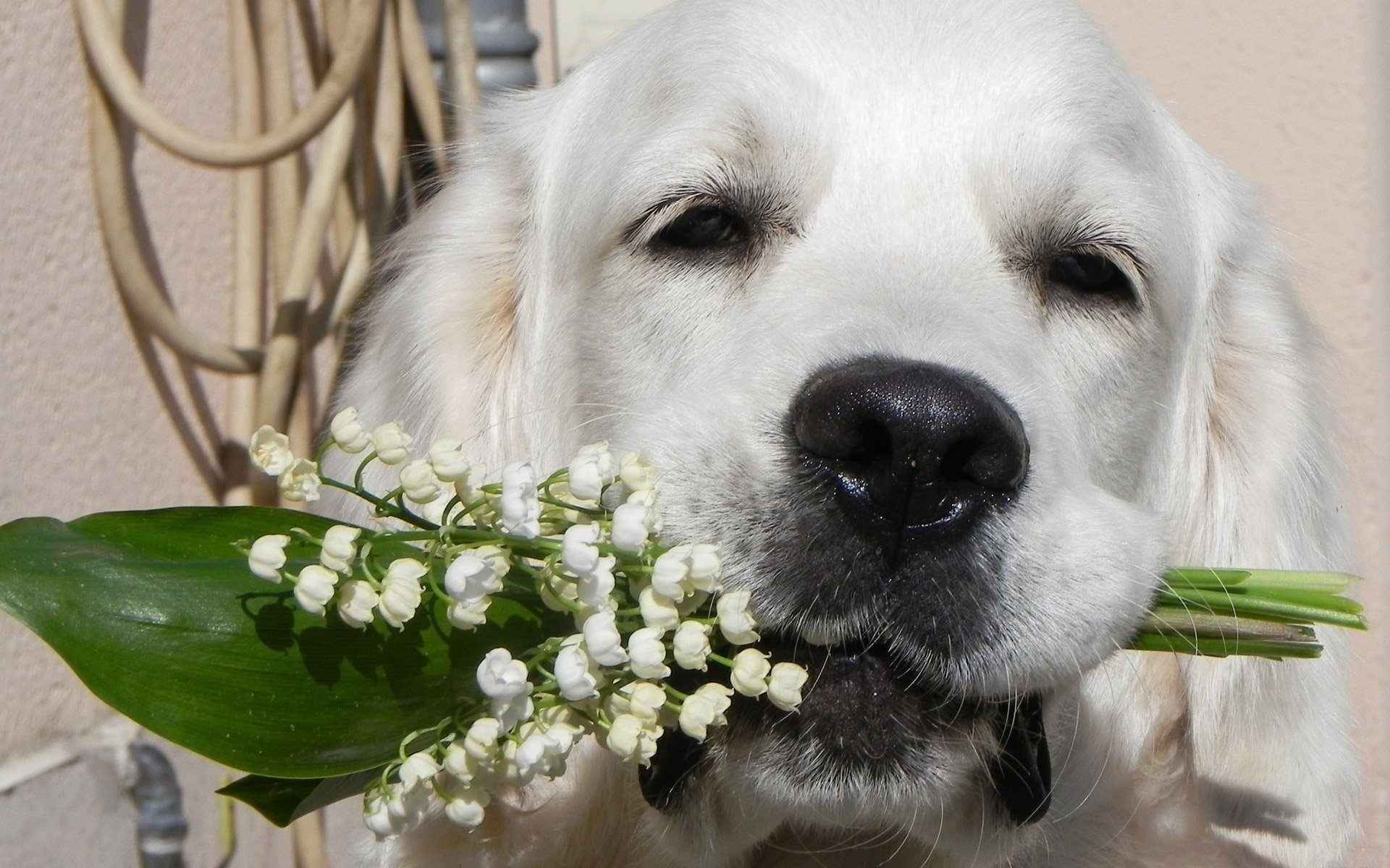 flores perro amigo mirada
