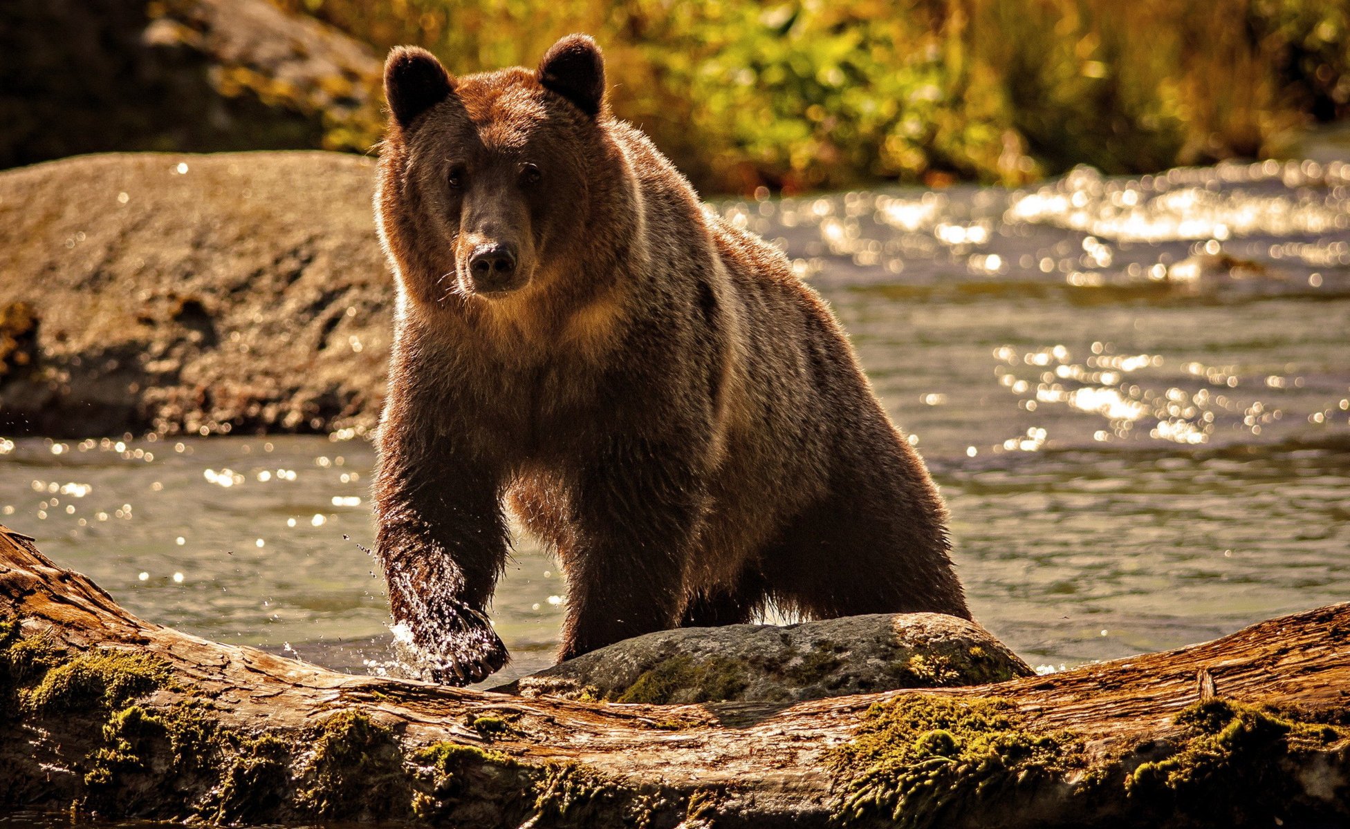 oso agua naturaleza río